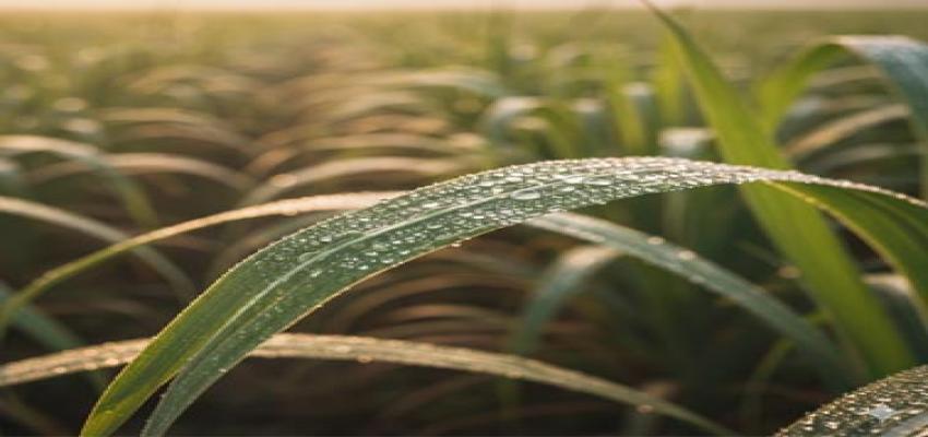 Fresh Sugarcane